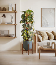 Charger l'image dans la galerie, Sage Green stand:dark