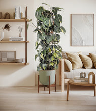 Load image into Gallery viewer, Sage Green stand:walnut