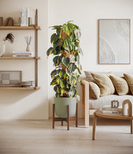 Charger l'image dans la galerie, Sage Green stand:dark