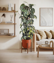 Load image into Gallery viewer, Earth Red stand:walnut