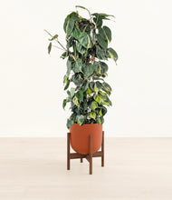 Load image into Gallery viewer, Earth Red stand:walnut
