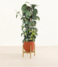 Load image into Gallery viewer, Earth Red stand:bamboo