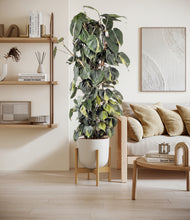 Load image into Gallery viewer, Natural Bamboo stand:bamboo