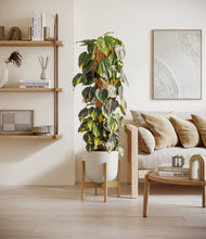 Charger l'image dans la galerie, Natural Bamboo stand:light