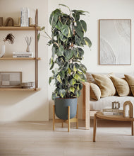 Load image into Gallery viewer, Sage Green stand:bamboo