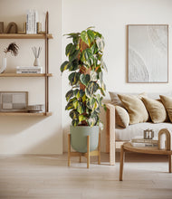 Charger l'image dans la galerie, Sage Green stand:light