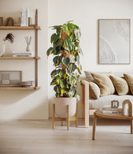Charger l'image dans la galerie, Sandy Pink stand:light