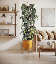 Load image into Gallery viewer, Sunset Orange stand:bamboo