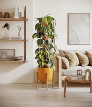 Charger l'image dans la galerie, Sunset Orange stand:light