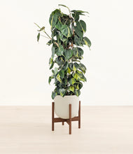 Load image into Gallery viewer, Natural Bamboo stand:walnut