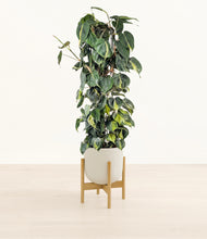 Load image into Gallery viewer, Natural Bamboo stand:bamboo