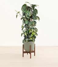Load image into Gallery viewer, Sage Green stand:walnut