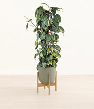 Load image into Gallery viewer, Sage Green stand:bamboo