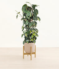 Load image into Gallery viewer, Sandy Pink stand:bamboo