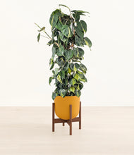 Load image into Gallery viewer, Sunset Orange stand:walnut