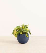 Load image into Gallery viewer, Deep Navy*****Profile