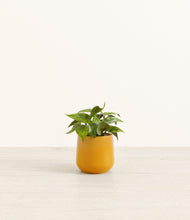 Load image into Gallery viewer, Mustard*****Profile