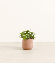 Load image into Gallery viewer, Calm Rose*****Profile