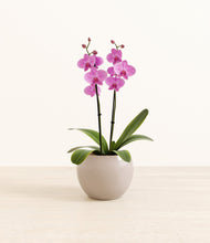 Load image into Gallery viewer, Desert Brown*****Profile