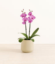 Load image into Gallery viewer, Almond Green*****Profile