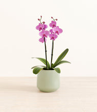 Load image into Gallery viewer, Turquoise*****Profile