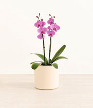 Load image into Gallery viewer, Cream*****Profile