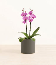 Load image into Gallery viewer, Dark Olive*****Profile