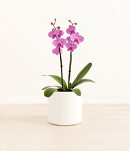 Load image into Gallery viewer, White*****Profile