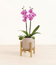 Load image into Gallery viewer, Eternal Gray stand:bamboo