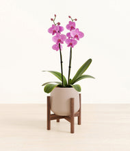 Load image into Gallery viewer, Eternal Gray stand:walnut