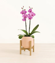 Load image into Gallery viewer, Gentle Pink stand:bamboo