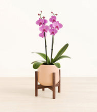 Load image into Gallery viewer, Gentle Pink stand:walnut