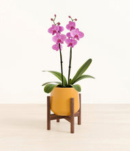 Load image into Gallery viewer, Mustard stand:walnut