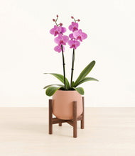 Load image into Gallery viewer, Calm Rose stand:walnut