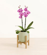 Load image into Gallery viewer, Turquoise stand:bamboo