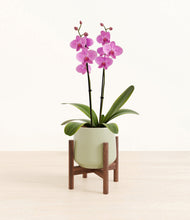 Load image into Gallery viewer, Turquoise stand:walnut