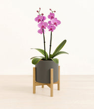 Load image into Gallery viewer, Dark Olive stand:bamboo