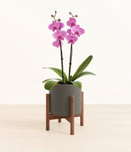 Load image into Gallery viewer, Dark Olive stand:walnut