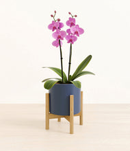 Load image into Gallery viewer, Deep Navy stand:bamboo