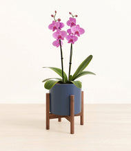 Load image into Gallery viewer, Deep Navy stand:walnut