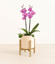 Load image into Gallery viewer, Cream stand:bamboo