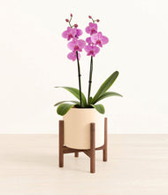 Load image into Gallery viewer, Cream stand:walnut