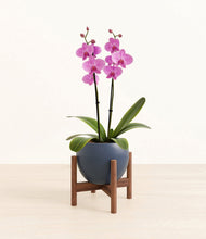 Load image into Gallery viewer, Deep Navy stand:walnut