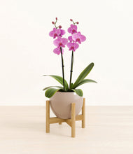 Load image into Gallery viewer, Desert Brown stand:bamboo