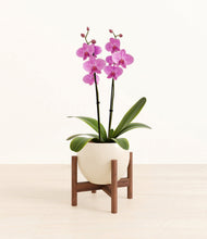 Load image into Gallery viewer, Shiny EggWhite stand:walnut