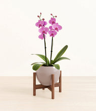 Load image into Gallery viewer, Winter Clouds stand:walnut