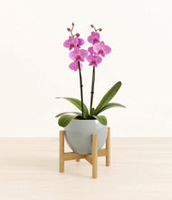 Load image into Gallery viewer, Deep Ocean stand:bamboo