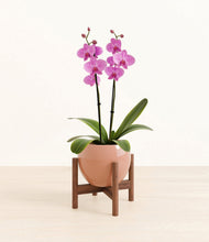 Load image into Gallery viewer, Calm Rose stand:walnut