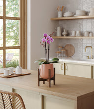 Load image into Gallery viewer, Calm Rose stand:walnut