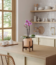 Load image into Gallery viewer, Gentle Pink stand:walnut